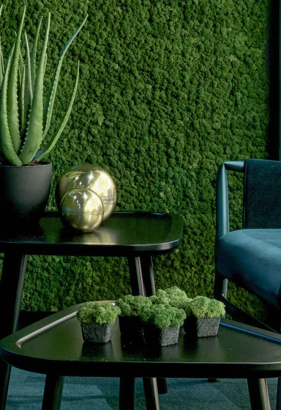 Wall covered in green moss with black side tables, a plant and golden spheres