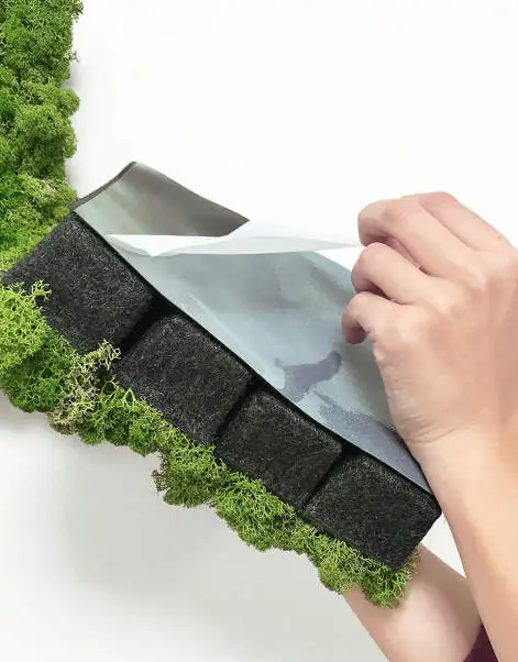 Hand peeling the protective film off an adhesive pad with moss cubes
