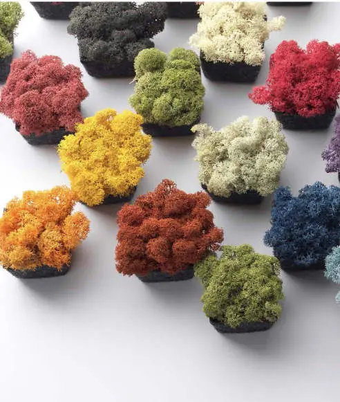 Reindeer-moss modules in different colours arranged on a white surface
