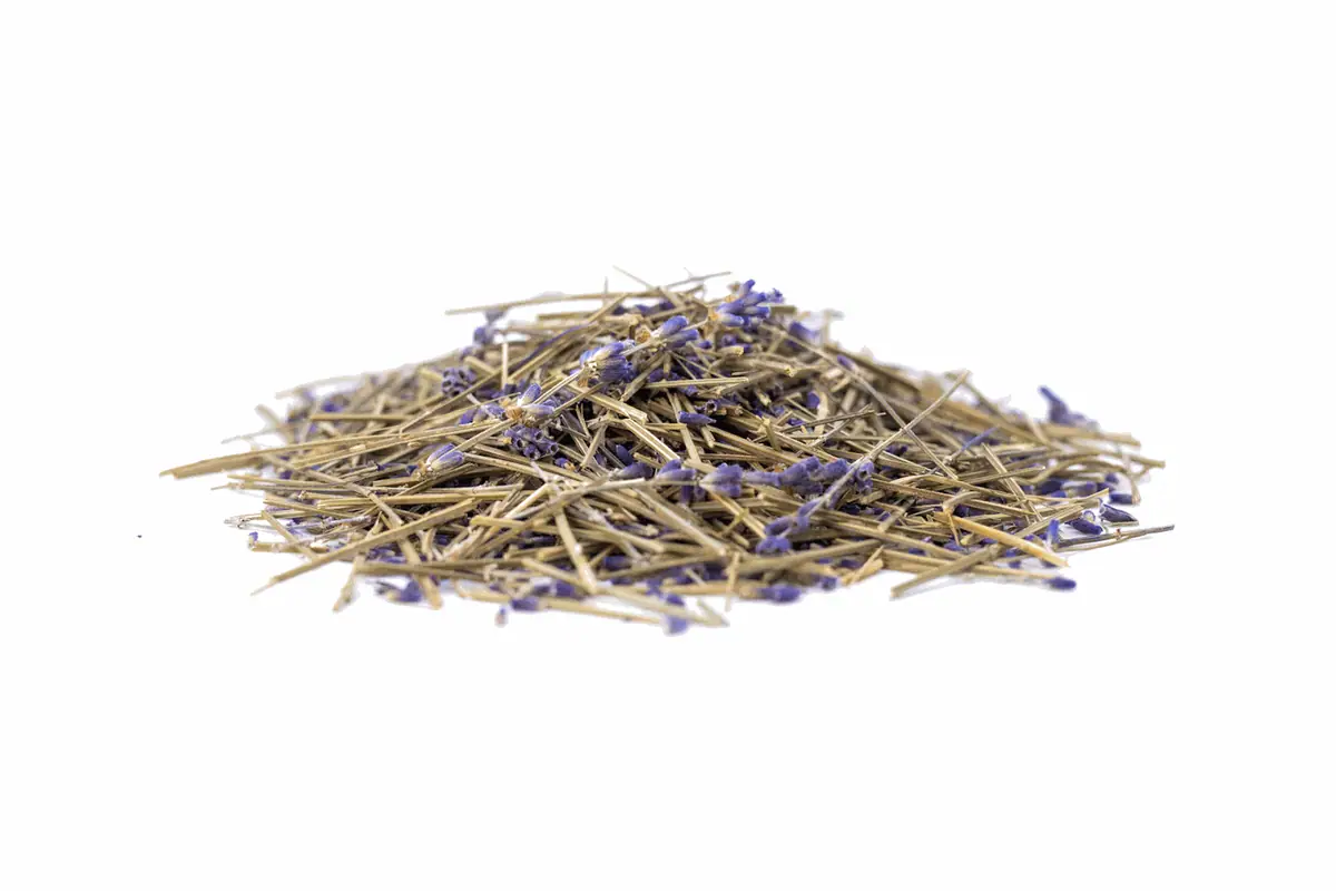 Pile of dried lavender stems with purple flowers on a white background