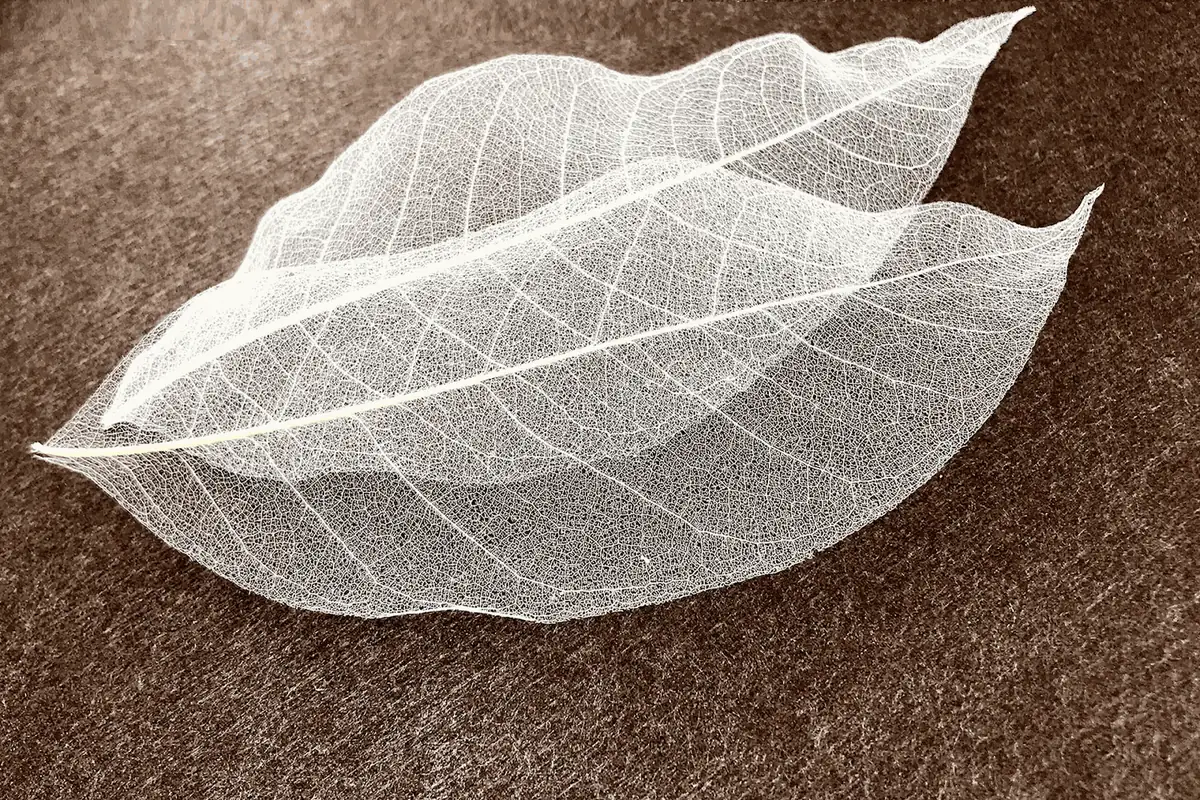 Two white skeleton leaves on a brown background