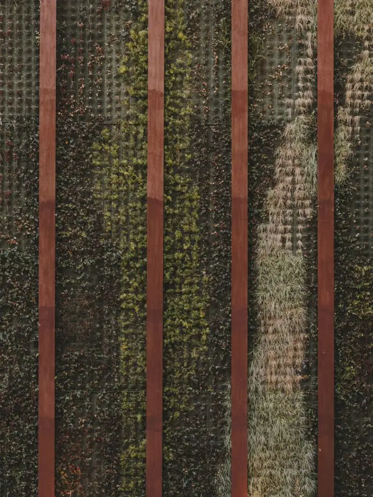 Vertical garden with climbing plants between reddish metal uprights